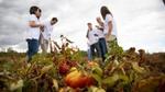 Unilever’s sustainability team meet with tomato farmers at the site of a regenerative agriculture project in Spain.